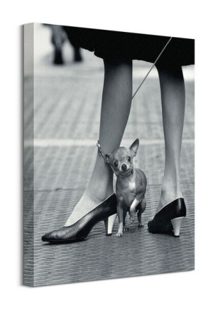 Chihuahua - obraz na płótnie 40x50 cm