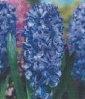 Hiacynt niebieski Delft Blue- 1 szt