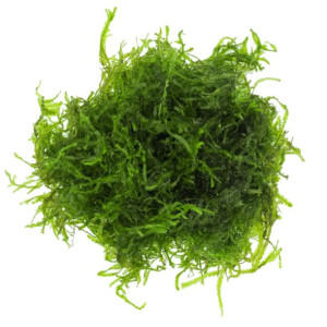 Eco Plant - Flame Moss - Invitro Mały Kubek