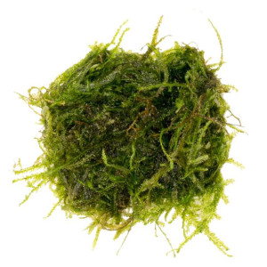 Eco Plant - Peacock Moss - Invitro Mały Kubek