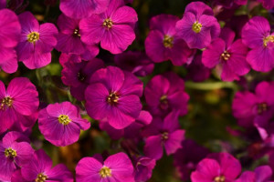 Żagwin 'Rock on Pink' P9 sadzonka różowe kwiaty