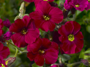 Żagwin 'Axcent Burgundy' P9 sadzonka ciemny róż kwiatów