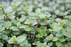 Mięta VARIEGATA Zioła Dla Smaku I Zdrowia 4L