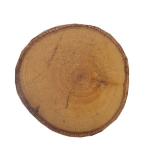 plastry drewna brzoza 28cm