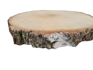 plastry drewna brzoza 28cm
