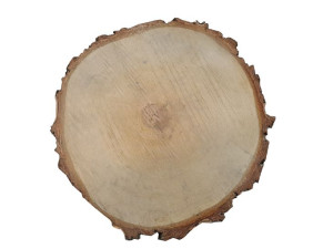 plastry drewna brzoza 30cm