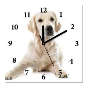 Zegar z bezpiecznego szkła LEŻĄCY GOLDEN RETRIEVER 30X30