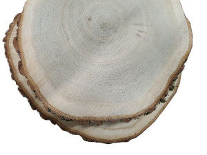 plastry drewna dębowe 20cm