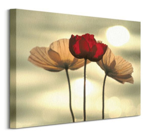 Icelandic Poppies - obraz na płótnie 50x40 cm