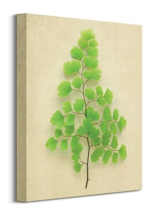 Maidenhair Fern - obraz na płótnie 30x40 cm