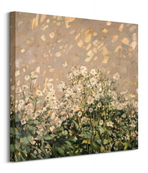 Morning Sun on Japanese Anemones - obraz na płótnie 60x60 cm