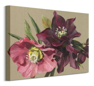 Nightshade Hellebore - obraz na płótnie 50x40 cm