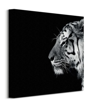 Panthera Tigris - obraz na płótnie 40x40 cm