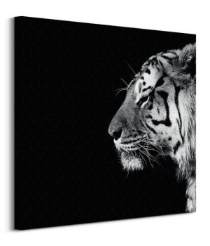 Panthera Tigris - obraz na płótnie 60x60 cm