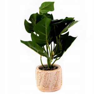 Kwiat W Doniczce Filodendron 28cm Różne Wzory