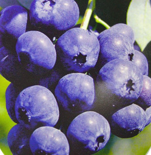 Borówka amerykańska Bluecrop Duża roslina Znana odmiana Plenna