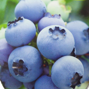 Borówka amerykańska Bluegold Duża roślina, odmiana niższa, plenna