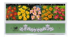 Hemerocallis Liliowiec Zestaw 10 Szt.