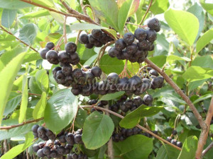 Aronia krzaczasta