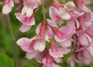 Akacja różowa Robinia PA 100-120cm C2