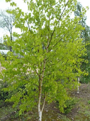 Brzoza brodawkowata Goldbirke 80-100cm P9