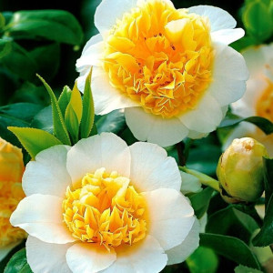 Camellia camelia kamelia brushfield's yellow P9