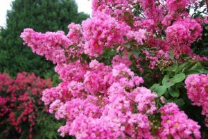 Lagerstroemia różowa Petite Pink 50-70cm P9