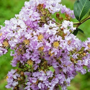 Lagerstroemia bez południa Muskogee P9