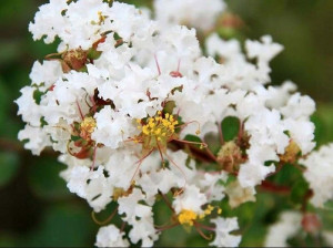 Lagerstroemia bez południa biała Natchez P9