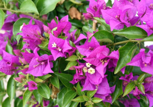 Bugenwilla fioletowa sadzonka 50-70cm 2.5L