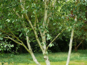 Brzoza wielopienna doorenbos 120-140cm C2