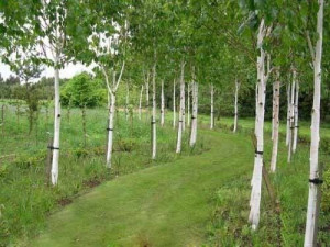 Brzoza jacquemontii doorenbos 140-160cm C2