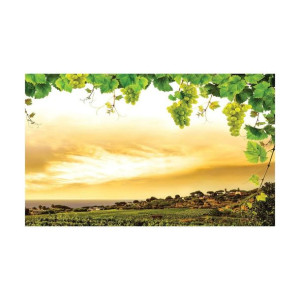 Fototapeta Winorośl 368 x 254 cm