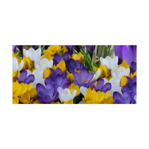 Krokus Botanical mix 200szt. cebulki kwiatów