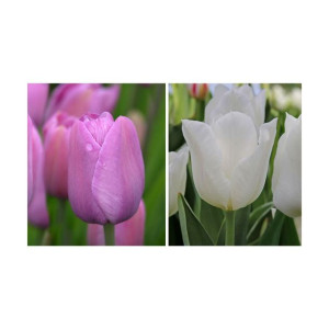 Tulipan mix 100szt. cebulki kwiatów