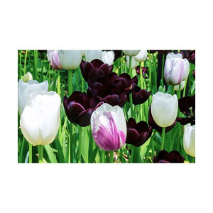 Tulipan mix 100szt. cebulki kwiatów