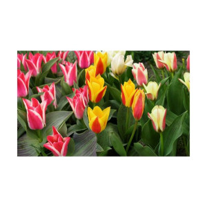 Tulipan Kaufman mix 100szt. cebulki kwiatów