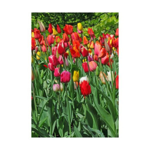 Tulipan Darwin mix 200szt. cebulki kwiatów