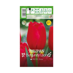 Tulipan Burgundy Lace 5szt. cebulki kwiatów