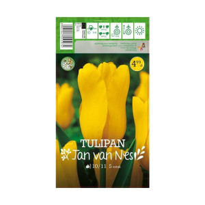 Tulipan Jan van Nes 5szt. cebulki kwiatów