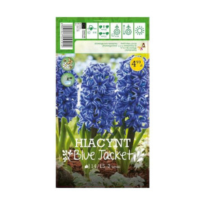 Hiacynt Blue Jacket 2szt. cebulki kwiatów