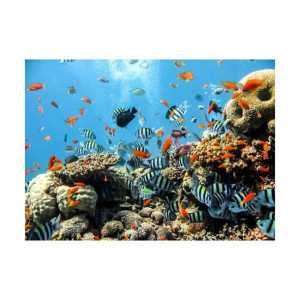 Fototapeta Rafa 152 x 104 cm