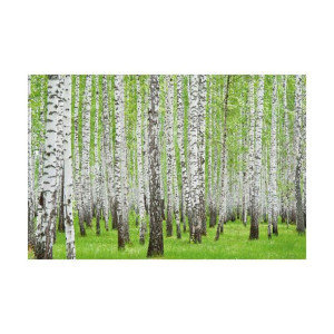 Fototapeta Brzozy 104 x 70 cm