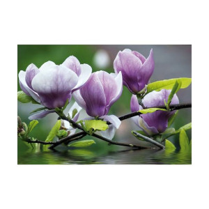 Fototapeta Magnolie 104 x 70 cm