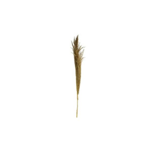 Trawa pampasowa źdźbło 135cm