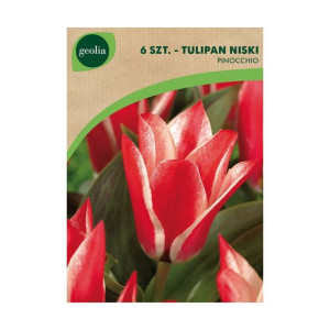 Tulipan niski Quebec 6szt. cebulki kwiatów Geolia