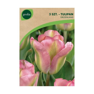 Tulipan zielonokwiatowy GROENLAND 5 szt. cebulki kwiatów Geolia