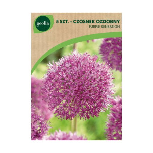 Czosnek ozdobny Purple sensation 5szt. cebulki kwiatów Geolia