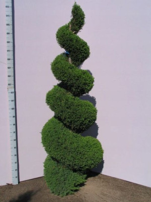 Cyprysik Ellwoodii - Spirala 120-140cm C5