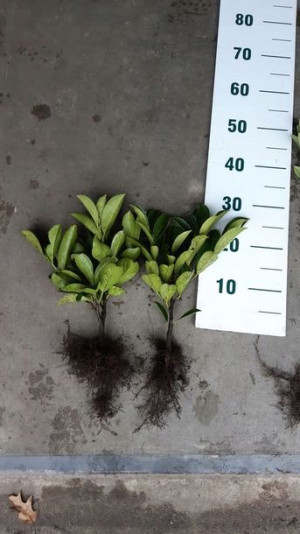 Laurowiśnia wschodnia CAUCASICA 20-40cm ŻYWOPLOT
